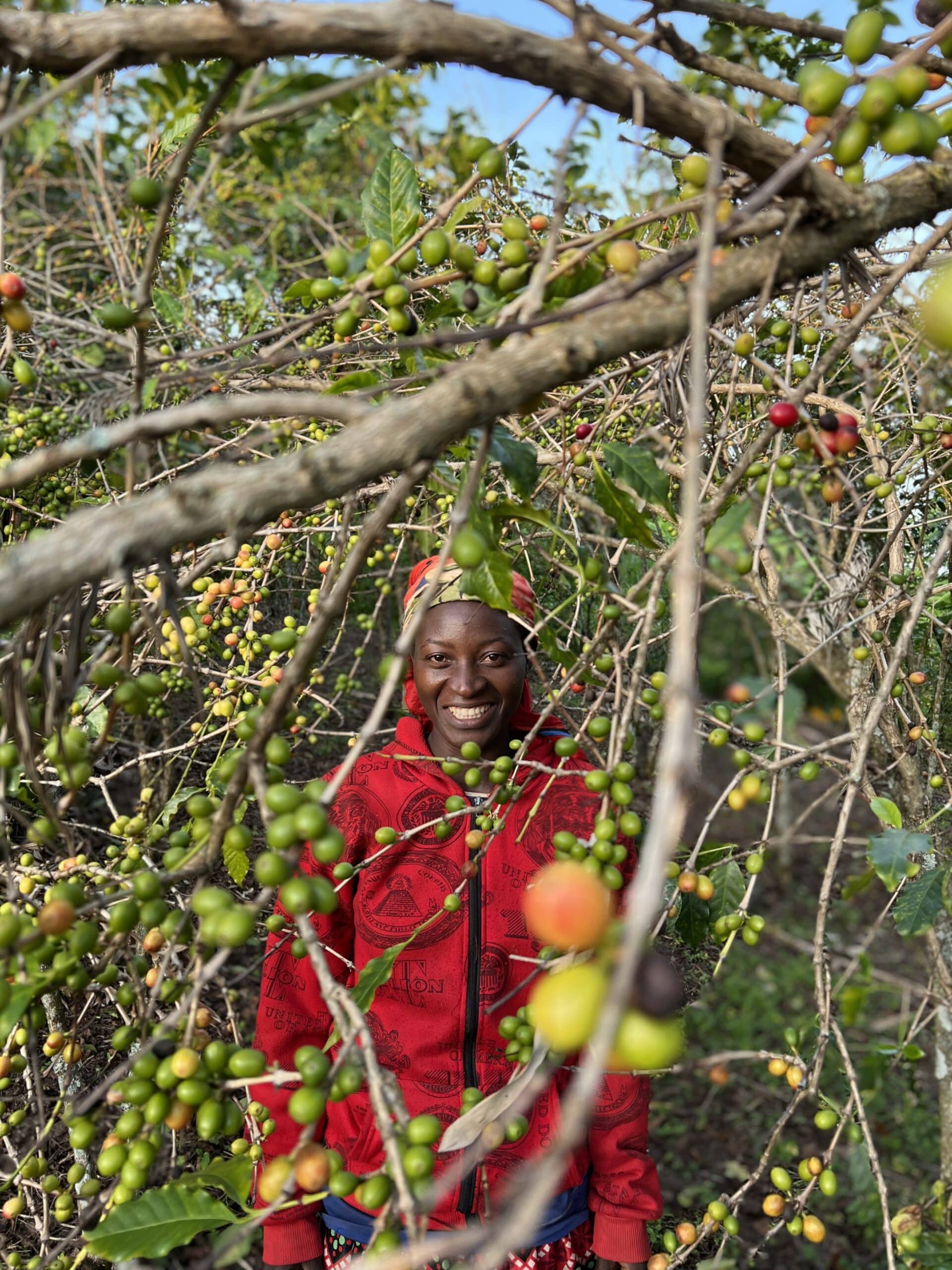 Récolte de café en Equateur – Chokaté