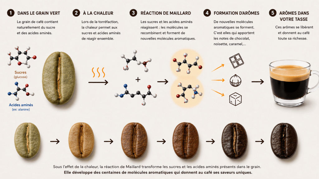 Illustration réaction chimique de maillard café